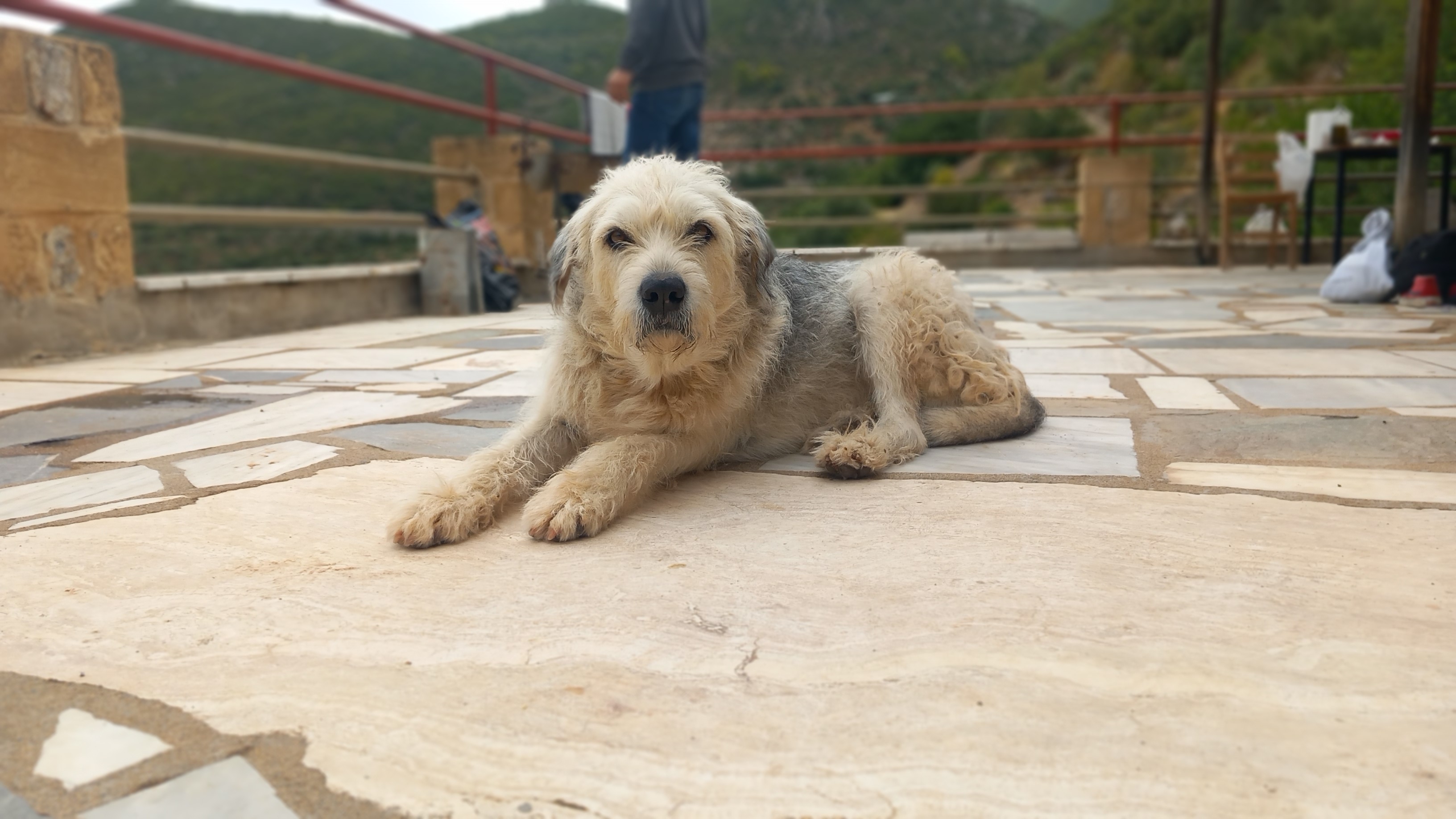 Κήπος